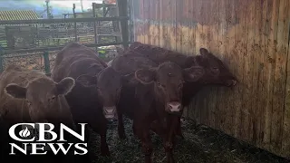 Prophetic Anticipation Builds - Unblemished Red Heifers for Temple Ceremony Soon Come of Age