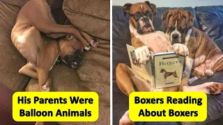 Boxers Are The Weirdest Yet Most Adorable Dogs Ever
