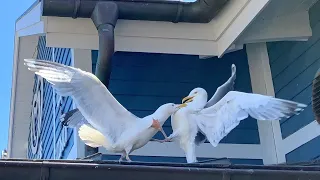 Seagull fight - Epic!