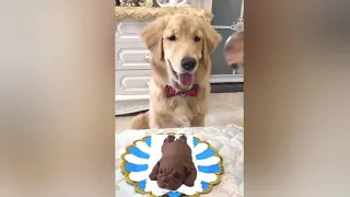 Dog Reaction to Cutting Cake - Funny Dog Cake Reaction Compilation😂 | Pets House 5