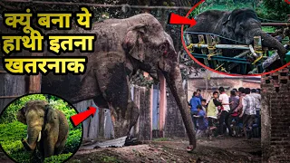 The Painful Story of an Elephant of Kerala। Elephant Arikomban। Facts Phylum