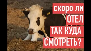 18+ ТОЧНЫЙ ПРИЗНАК ОТЁЛА КОРОВЫ. КАК ДАЛЬШЕ БЫТЬ С КУРАМИ? МОИ ЛУЧШИЕ АЛЬПИЙСКИЕ КОЗЫ.