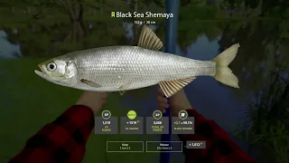 Russian Fishing 4 Black Sea Shemaya Spots For Beginners and Everyone Else!! Seversky Donets River