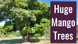 Very Large Mango Trees