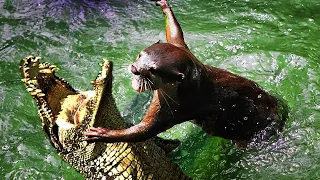 Giant Otter - Amazon River’s Ruler | Defeat Jaguars, Black Caimans