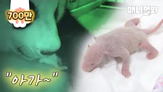 The First Thing A Mother Panda Did After Giving birth Is.. *Touching*