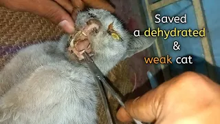 Very weak & dehydrated cat | Rescued & treatment