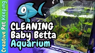 How to keep a fry tank clean 🐟 Baby Fish Tank