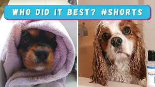 #SHORTS Who Did it Best? Two Cute Cavaliers Taking a Bath Video Short