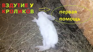 Вздутие у крольчат//раздуло живот//как лечить  крольчат!