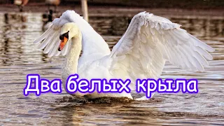 Два белых крыла 🎵🕊️очень красивый псалом ✨ christian song🎵🕊️ two white wings🤍.