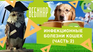 Вебинар. Инфекционные болезни кошек, Часть 2. Сеть ветклиник "Котонай".