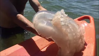 Ловцы медуз. Азовское море