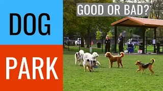 Dog park etiquette | What to do and not to do