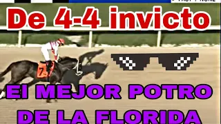 EL MEJOR POTRO DE LA FLORIDA #hipicatv DE 4-4 INVICTO #hipismo #hipica QUE DICE EL PÚBLICO???