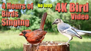 ASMR 4 HOURS of Birds Singing, No loop, 4K Bird, Digital Stress Relief Therapy, Cat TV, AW 006-2