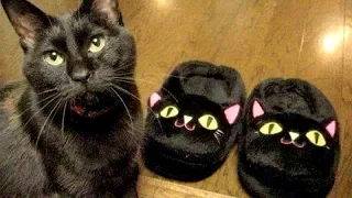 FUNNY CATS will put you in INSTANT GOOD MOOD - Funny CAT compilation