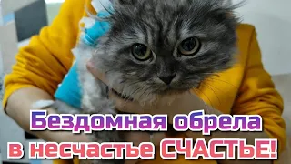 Бездомная котейка стала счастливой благодаря несчастному случаю!  Верновцы-спасение животных.