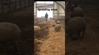 #shorts | Sheep Help with Spreading Straw for Bedding | Ambry Acres SHORTS