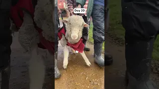 Watch This Sheep Who Couldn’t Stand Run To Her Rescuers l The Dodo