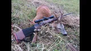 Охота на косулю. Трофейная охота. Deer hunting. In search of a trophy.