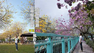 一日遊南投福崗路以及台中廍子公園，朝聖洋紅和黃花風鈴木交織而成的花道