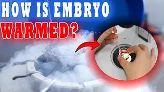 Frozen Embryo Transfer (FET) How Embryos are Warmed (Thawed) in an IVF Lab - STEP BY STEP PROCEDURE
