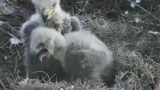 AEF NEFL~N26 is doing wing flapping! N27 is trying to get rid of a pellet~6:52 AM 2022/02/09