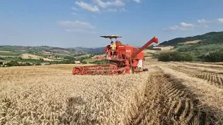 Mietitura grano 2022 colline Alta Val Tidone con mietitrebbia Laverda M100 AL