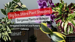 Big Box Store Plant Shopping Walmart and Local Plant Nursery Calloways Indoor and Outdoor Plants