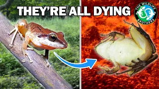 ALL FROGS Are Going EXTINCT?! The Amphibian Extinction Crisis Explained