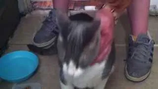 Cat goes crazy for sweet spot!