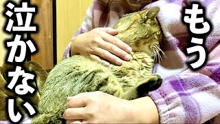 野良猫を保護して3ヶ月…止まらない夜泣きはこうなりました【庭に住みついた野良猫を家猫へ】