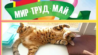 Прикольное поздравление с 1 мая от кота Асгарда! #кот #cat #catlover #поздравление #1мая