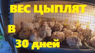 ВЕС ЦЫПЛЯТ БРОЙЛЕРОВ в 30 дней.