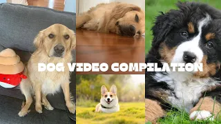 8 minute dog video compilation