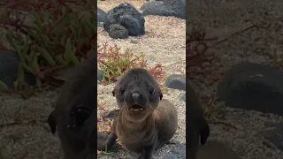 The Sound It Made 😭❤️🦭 #animals #seal #shorts