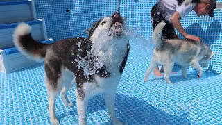 Huskies Set Up The BIG Pool