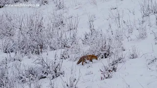 Január 2022 - Líška hrdzavá - The red fox - (Vulpes vulpes) #divokapolana #karpaty #slovakia