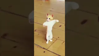 Кошка танцующая лезгинка..