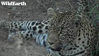 WildEarth - Sunrise  Safari - 18 Jan 2023