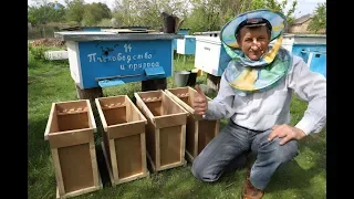 How to make more bees