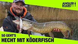 Hechtangeln mit Köderfisch im Winter | Zwei Montagen zum Deadbaiting am See | Anglerboard TV