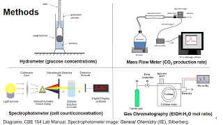 Yeast Fermentation Kinetics