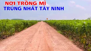 Cánh đồng mì lớn nhất và trúng nhất ở tây ninh