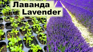 Технологія вирощування лаванди | Lavender growing technology