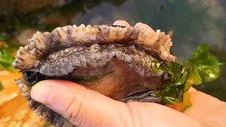 Fisherman catches abalone, conch and fish on the beach. Coastal foraging. Catching seafood.