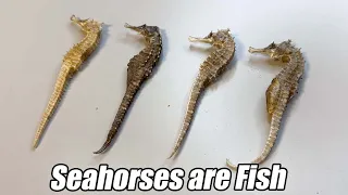 Seahorses are Truly Fish, Not Shrimp