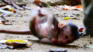 LITTLE NEWBORN TILLY FALL MANY TIME ON GROUND WHEN LEARN WALK WITH MOM.