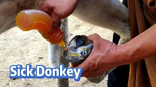 Cut and heal the donkey's hoof ~ Fungal infection of donkey hooves